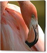 Flamingo Canvas Print