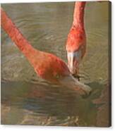 A Pair Of Flamingoes Canvas Print