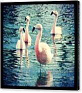 Flamingos At Desert Springs Marriott Canvas Print