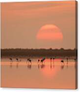 Flamingos At Sunrise Canvas Print