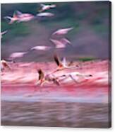 Flamingos In Dawn Canvas Print