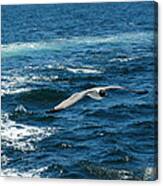 Flight Of The Seagull Canvas Print