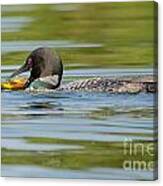 Flipping Fish Canvas Print