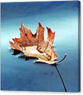 Floating Oak Leaf Canvas Print