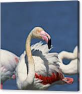 Flock Of Flamingos Canvas Print