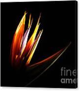 Flor Encendida Detalle Canvas Print