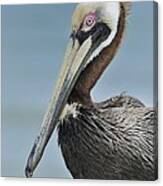 Florida Brown Pelican Canvas Print