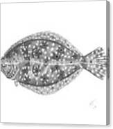 Flounder - Scientific Canvas Print