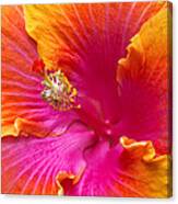 Flower - Hibiscus Rosa-sinesis - Chinese Hibiscus - Appreciation Canvas Print