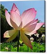 Flower In The Field Canvas Print