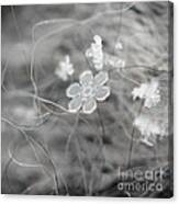 Flower In The Snow Canvas Print