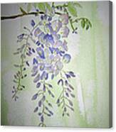 Flowering Wisteria Canvas Print