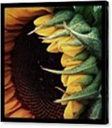 #flower #yellow #photooftheweek Canvas Print