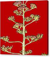 Flowering Yucca Canvas Print