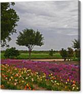 Flowers At Wildseed Farms Canvas Print