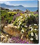 Flowers In The Maquis At La Revellata In Corsica Canvas Print