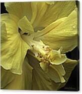 Flowing Petals Of The Chinese Hibiscus Canvas Print