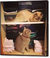 Fluffy & Dusty In The Closet #closet Canvas Print