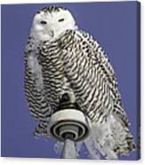Fluffy Snowy Owl Canvas Print