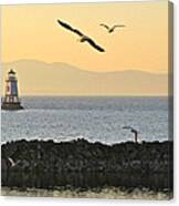 Fly By Canvas Print