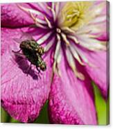 Fly Love Canvas Print