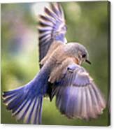 Flying Bluebird Canvas Print