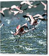Flying Flamingos Canvas Print
