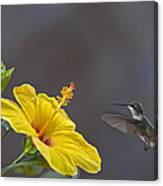 Flying In For A Quick Meal Canvas Print