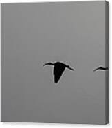 Flying Silhouettes Canvas Print