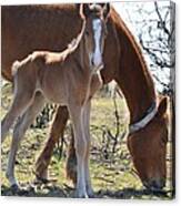 Foal Canvas Print