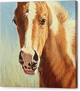 Foal Portrait Canvas Print