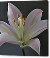 Focus On Lily. Canvas Print
