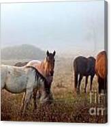 Fog Ponies Canvas Print