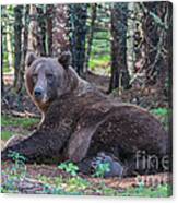 Forest Bear Canvas Print