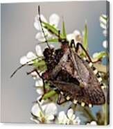 Forest Bug On A Flower Canvas Print