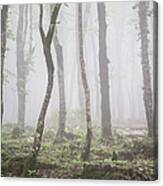 Forest In The Mist Kutaisi Georgia Canvas Print