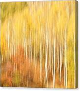 Forest Of Birch Canvas Print