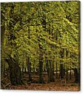 Forest Visitor Canvas Print