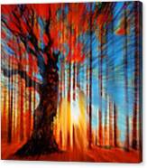 Forrest And Light Canvas Print
