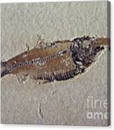 Fossil Fish Canvas Print