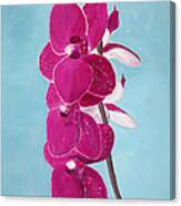 Four Pink Orchids Canvas Print