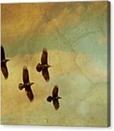 Four Ravens Flying Canvas Print