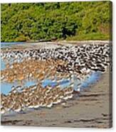 Four Species Of Birds At Roost On Tampa Bay Beach Canvas Print