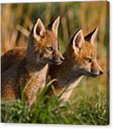 Fox Cubs At Sunrise Canvas Print