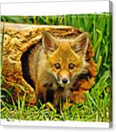 Fox In Hollow Log Canvas Print