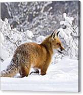 Fox In The Snow Canvas Print