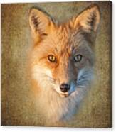 Foxy Canvas Print