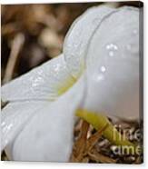 Frangipani Canvas Print