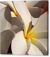 Frangipanis Canvas Print