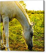 Freckles At Sunset Canvas Print